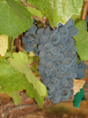 Pinot Noir cluster, Charles Vineyard