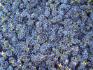 Pinot Noir grapes after harvest