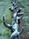 Snow on vines, 2011