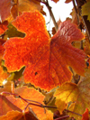 Autumn Leaves