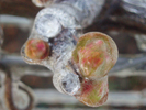 Icy leaves