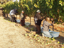 Joe and Kristy help harvest Semillon