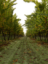 Sauvignon Blanc vines