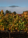 Fog and Pinot